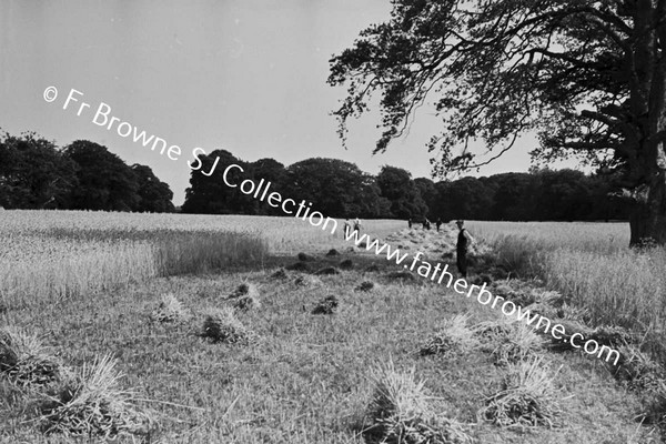 HARVESTING WHEAT